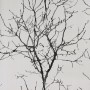 Tapeta winylowa flizelinowa malowane drzewa na3404