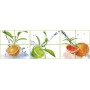 komplet 3 naklejki na płytki ścianę szybę szkło owoce cytrusy pomarańcze npk 167-P12